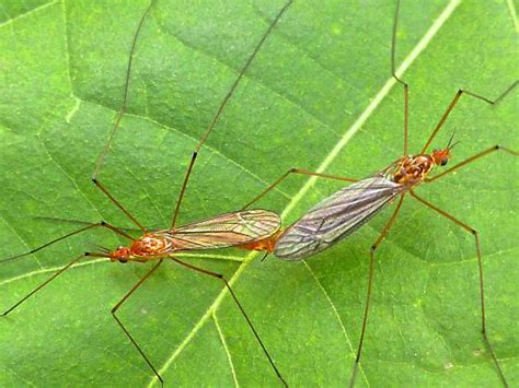 Tiger Crane Fly Nephrotoma BugGuide Net