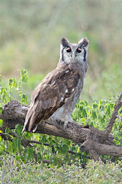 Verreauxs Eagle Owl Bubo Lacteus Photograph By Panoramic Images Fine