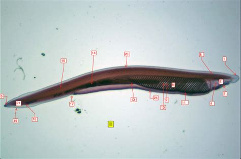 whole mount amphioxus Diagram | Quizlet