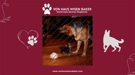 Autumn S House Of German Shepherds Presents Von Haus Wisen Baker World