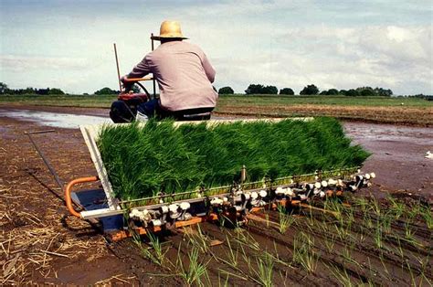 Transplanting Irri Rice Knowledge Bank