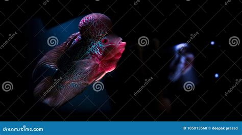 Seltene Fische In Einem Aquarium Stockfoto Bild Von Wasser Welt