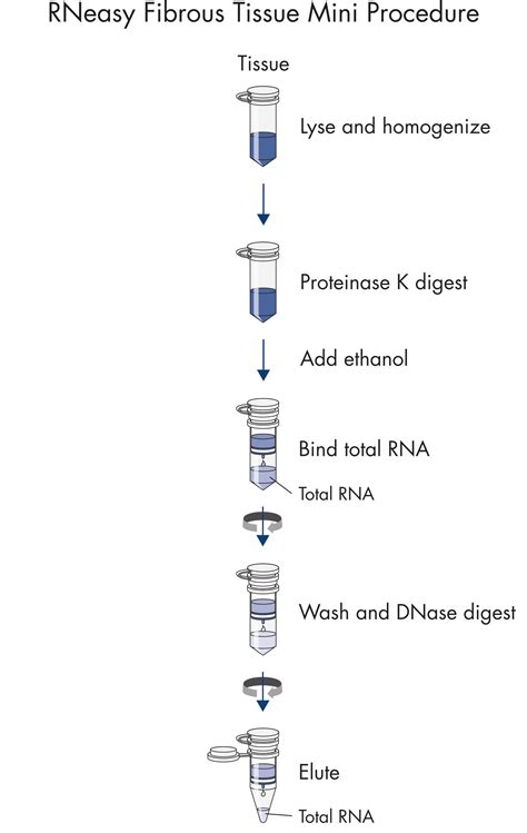 Rneasy Fibrous Tissue Mini Kit Rna Isolation Qiagen