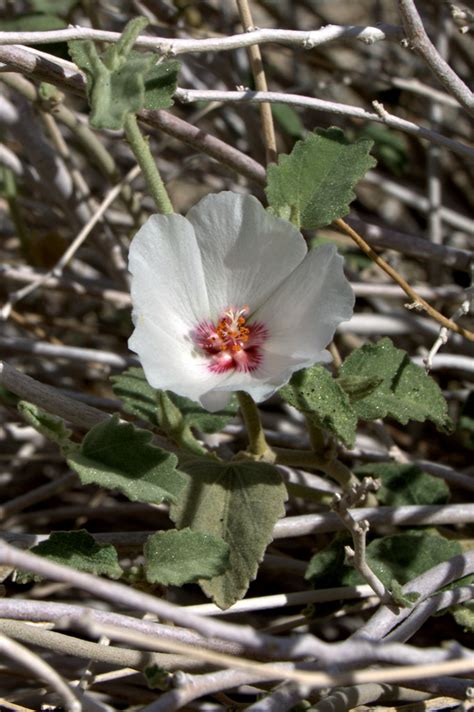 Hibiscus Denudatus Rock Hibiscus South Of La Quinta Ca O Flickr