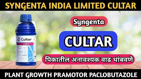 Syngenta Cultar Cultar Syngenta Uses In Marathi Cultar Syngenta