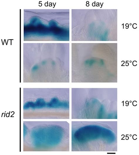 Involvement Of Rrna Biosynthesis In The Regulation Of Cuc1 Gene