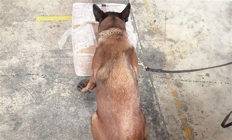 Asegura binomio canino caja con aparente droga en Aeropuerto de Cancún