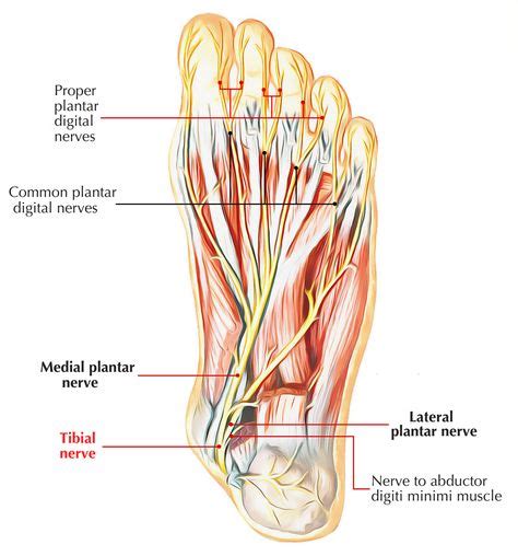 Nerves of Foot: Tibial Nerve Body Diagram, Diagram Chart, Diagram Design, Nerves In Leg ...