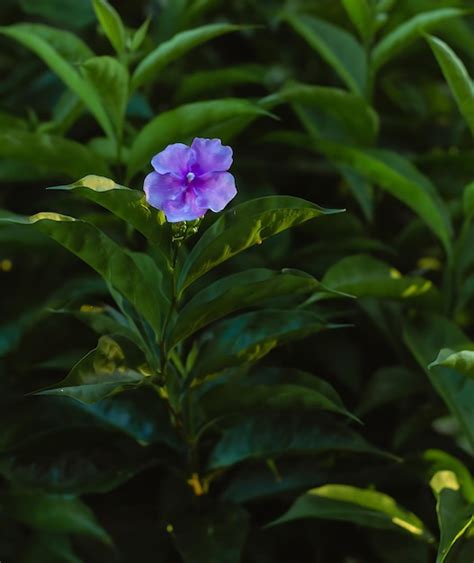 Premium Photo A Purple Flower With A Yellow Center And Green Leaves