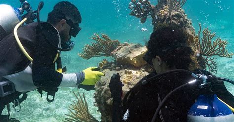 Listening To Ocean Sounds For Research And Conservation Ocean Decade