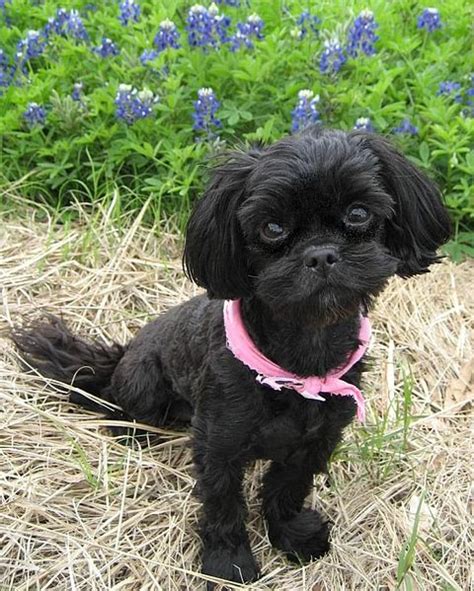 Shih-Poo Dog Breed Health, Temperament, Grooming, Feeding and Puppies - PetGuide | PetGuide