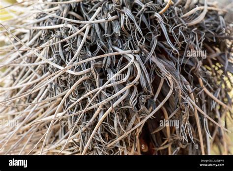 Photograph Of A Dead Banksia Flower And Plant Due To Bushfires In