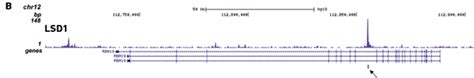 iDeal ChIP-seq kit for Transcription Factors x24