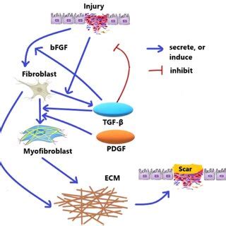 Part Of Schematic Network Of Cells And Proteins In Ipf When The Tissue