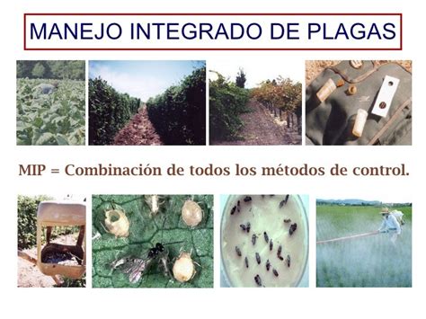 Plagas Agricolas