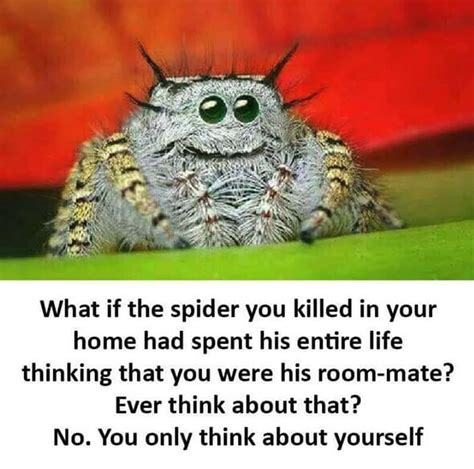 20 Friendly Spider Memes That Made Us Feel Way Too Guilty