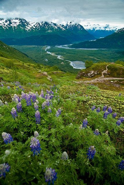 Plants From Kenai Fjords National Park