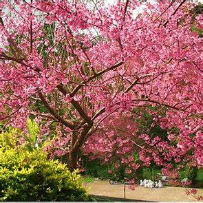 Prunus cerasoides (wild Himalayan cherry) | Download Scientific Diagram