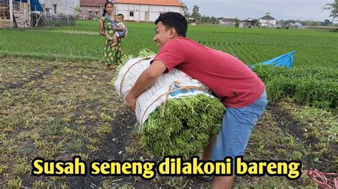 Proses Perendaman Kangkungkembalibertani Youtube