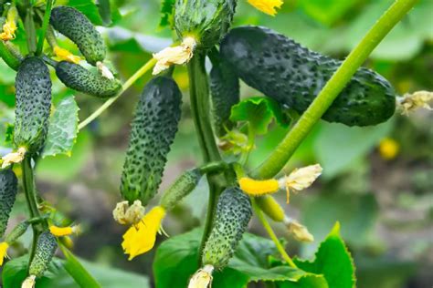 Cucumber Companion Plants What S Good Bad And Best