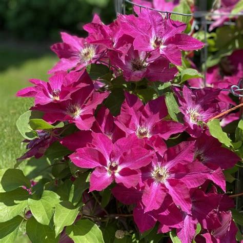 How To Grow Clematis Garden Crossings