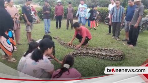 Heboh Warga Tangkap Ular Piton Raksasa Sepanjang Meter Di Batanghari