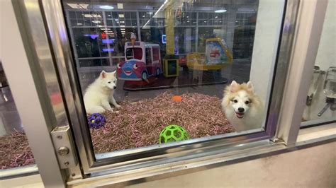 Proposed bill would prevent Colorado pet stores from selling dogs, cats ...