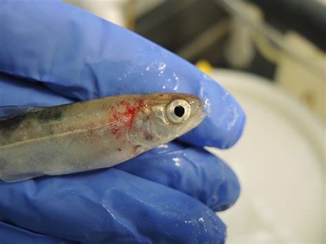 Research Models How Deadly Virus Moves Among Pacific Salmon, Trout ...