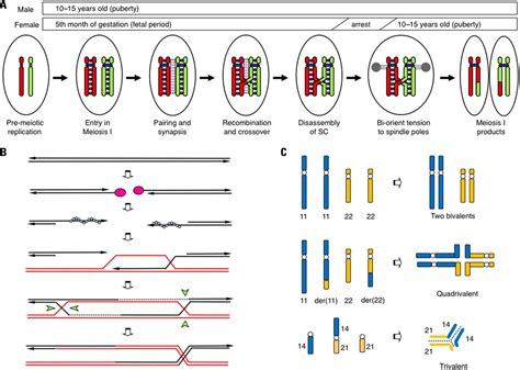 Frontiers Failure Of Homologous Synapsis And Sex Specific