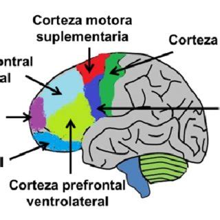 PDF Bases neurobiológicas de las funciones ejecutivas en la primera