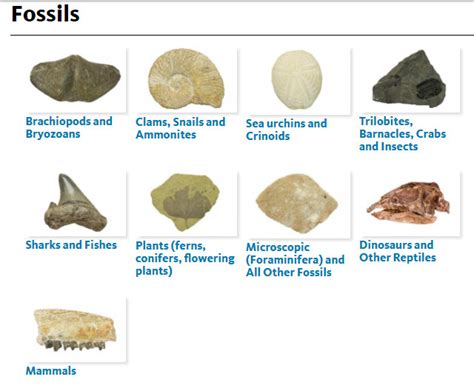 Fossils and Dinosaurs Discussion Starters - Educational Innovations Blog