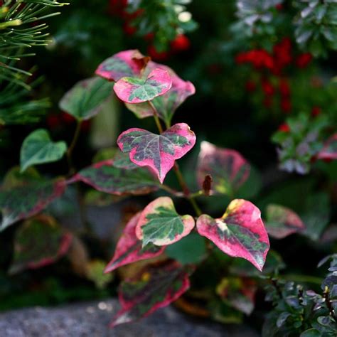 Хаутюния в ландшафтном дизайне (61 фото) - красивые картинки и HD фото