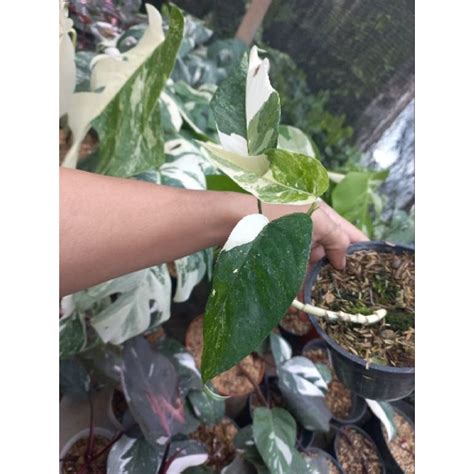 Jual Philodendron Epipremnum Pinnatum Variegata Marble Shopee Indonesia