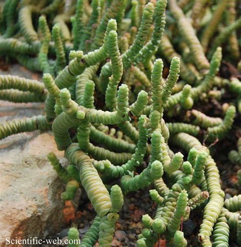 Crassula Rupestris Ssp Marnieriana