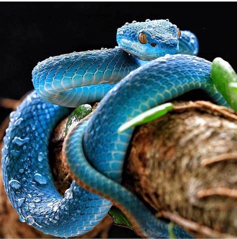 Top 105 Pictures Pictures Of Blue Snakes Latest