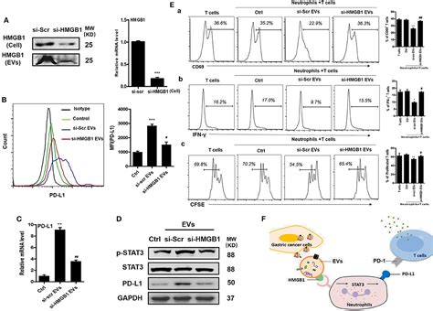 Frontiers Extracellular Vesicles From Gastric Cancer Cells Induce Pd