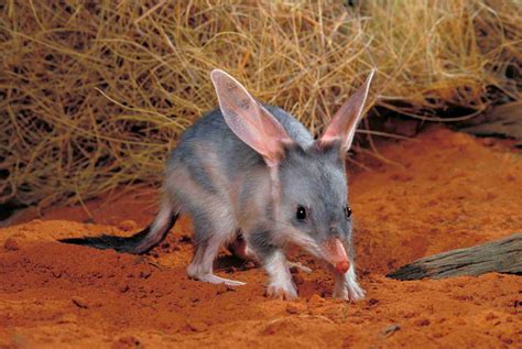 Kawaii means cute: bilby