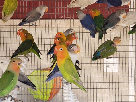 How To Determine The Sex Of A Lovebird Tampalovebirds Birds For Sale