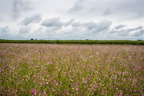 Field With Flowers Susanne Nilsson Flickr