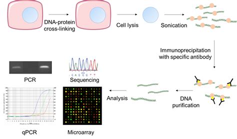 Chromatin Immunoprecipitation