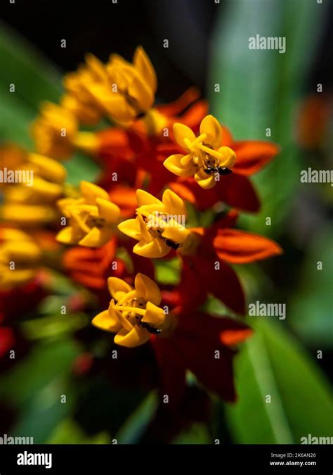 Asclepias Curassavica Commonly Known As Tropical Milkweed Blood