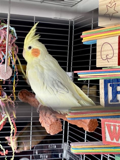 is it normal cockatiel hyperactive indoors 3