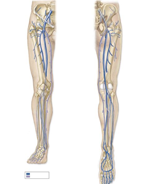 Lower Limb Veins Diagram Quizlet