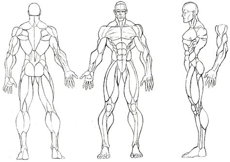 Male Anatomy Base By Mizz Swagnificent On Deviantart