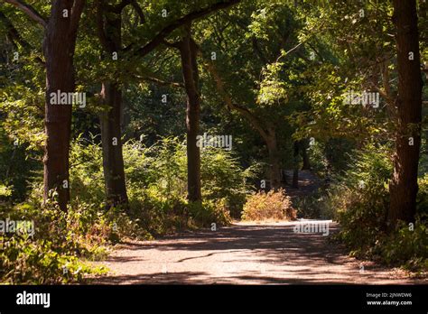 Trees And Pathway In Hockley Woods Essex Britain Stock Photo Alamy