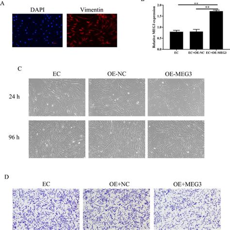 Overexpression Of Meg3 Inhibits Hescs Cells Proliferation Invasion