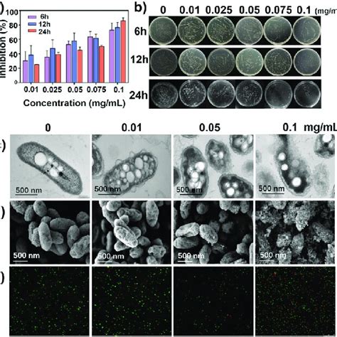 Antibacterial Effects Of Various Concentrations TiO 2 NPs At 6 H 12 H