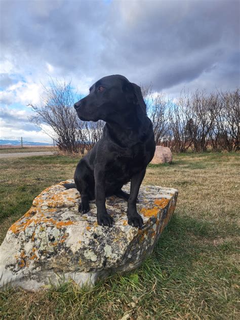 Fully trained Black Lab Female | Dogs & Puppies for Rehoming ...