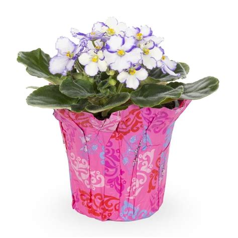 1-Pint Multicolor African Violet in Plastic Pot (L17331HP) at Lowes.com