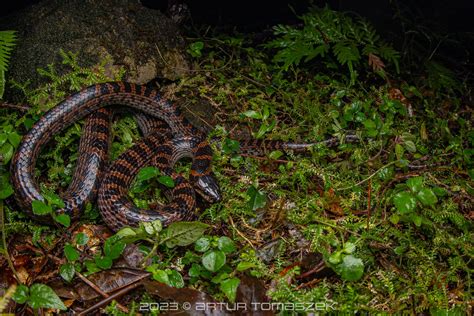 Lycodon Rufozonatus Inglourious Reptiles Flickr